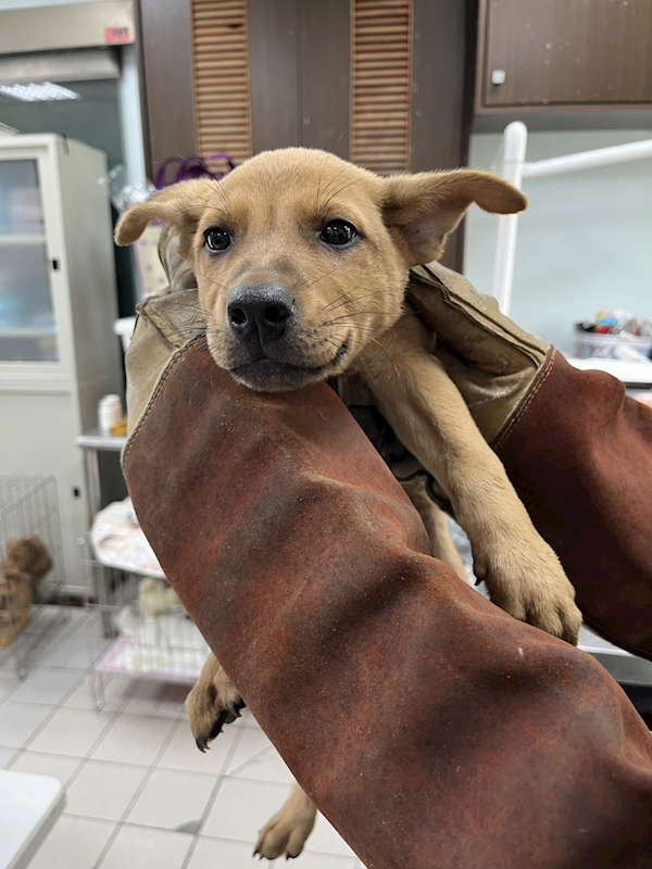 彰化縣流浪狗中途之家,編號:448975, 混種犬          