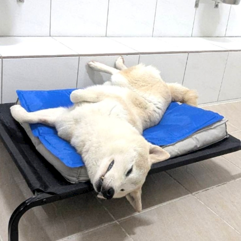 新竹縣動物保護教育園區,編號:356557, 柴犬                  