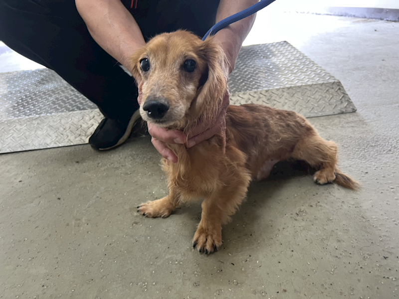 桃園市動物保護教育園區,編號:429519, 臘腸犬