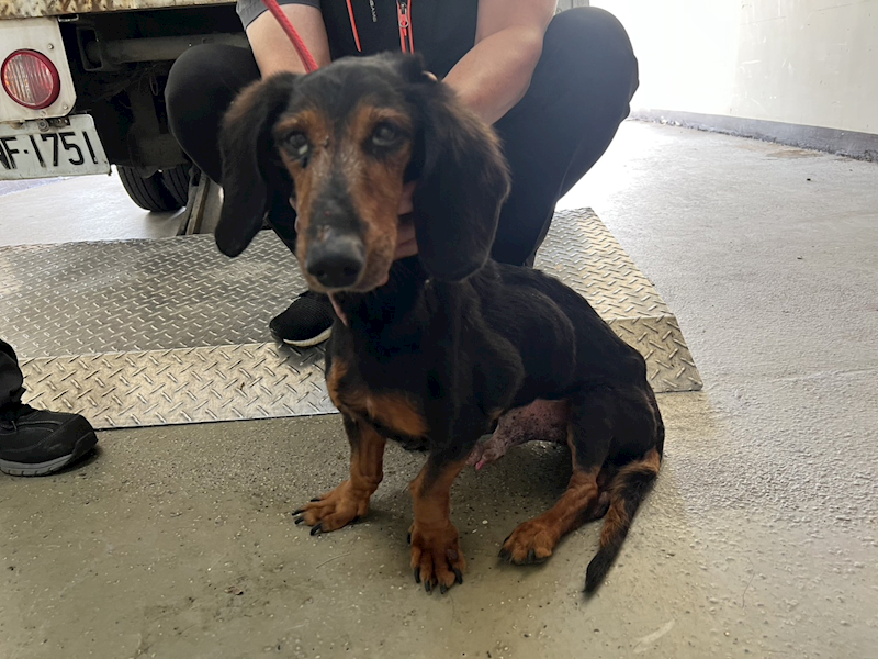 桃園市動物保護教育園區,編號:429520, 臘腸犬