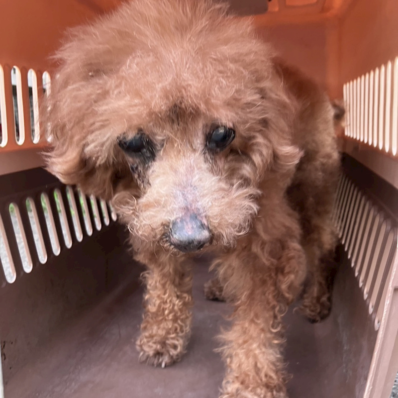 新北市新店區公立動物之家,編號:448960, 標準貴賓犬