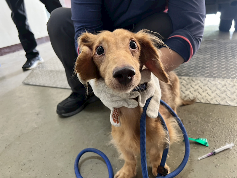 桃園市動物保護教育園區,編號:429522, 臘腸犬