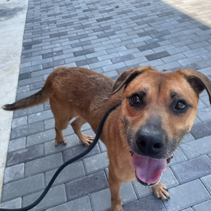 新竹縣動物保護教育園區,編號:164233, 混種犬          
