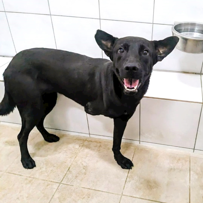 新竹縣動物保護教育園區,編號:374276, 混種犬          
