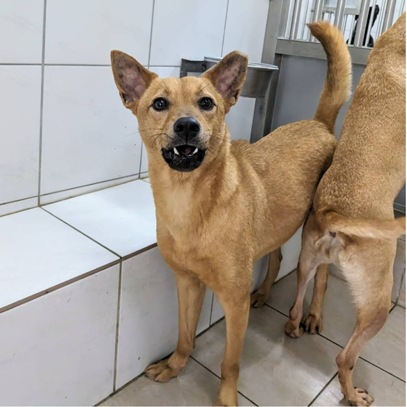 新竹縣動物保護教育園區,編號:301624, 混種犬          
