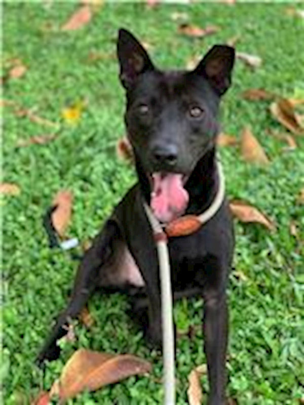 新竹縣動物保護教育園區,編號:215744, 混種犬          