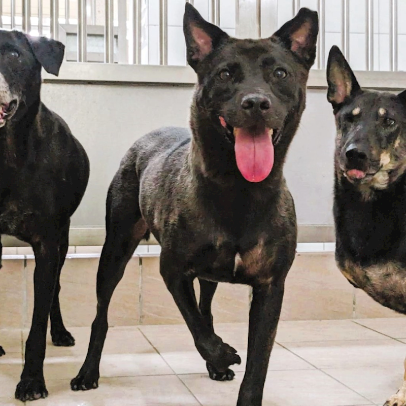 新竹縣動物保護教育園區,編號:167771, 混種犬          