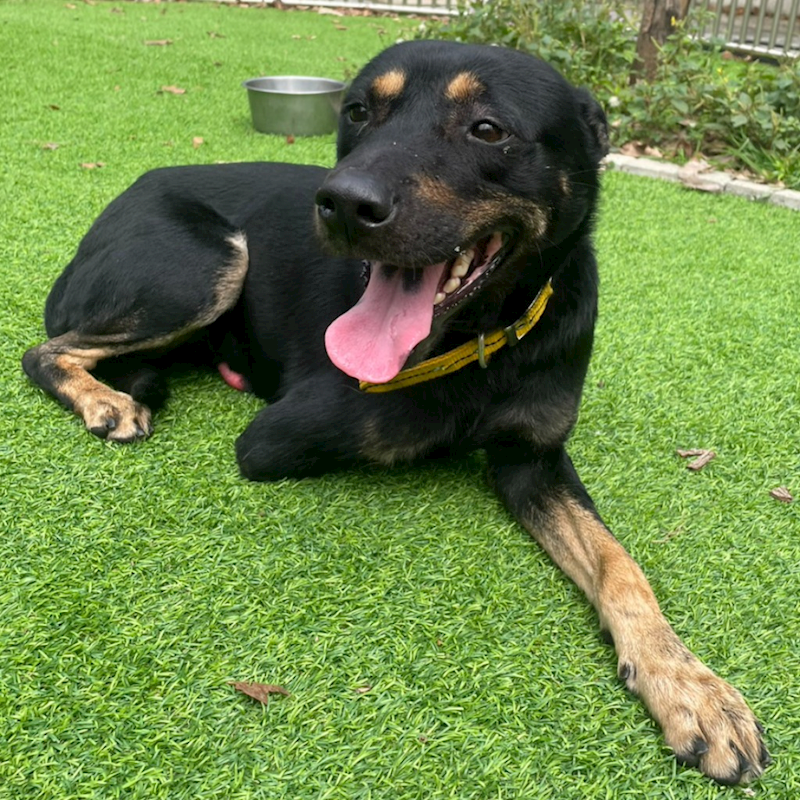新竹縣動物保護教育園區,編號:344236, 混種犬          