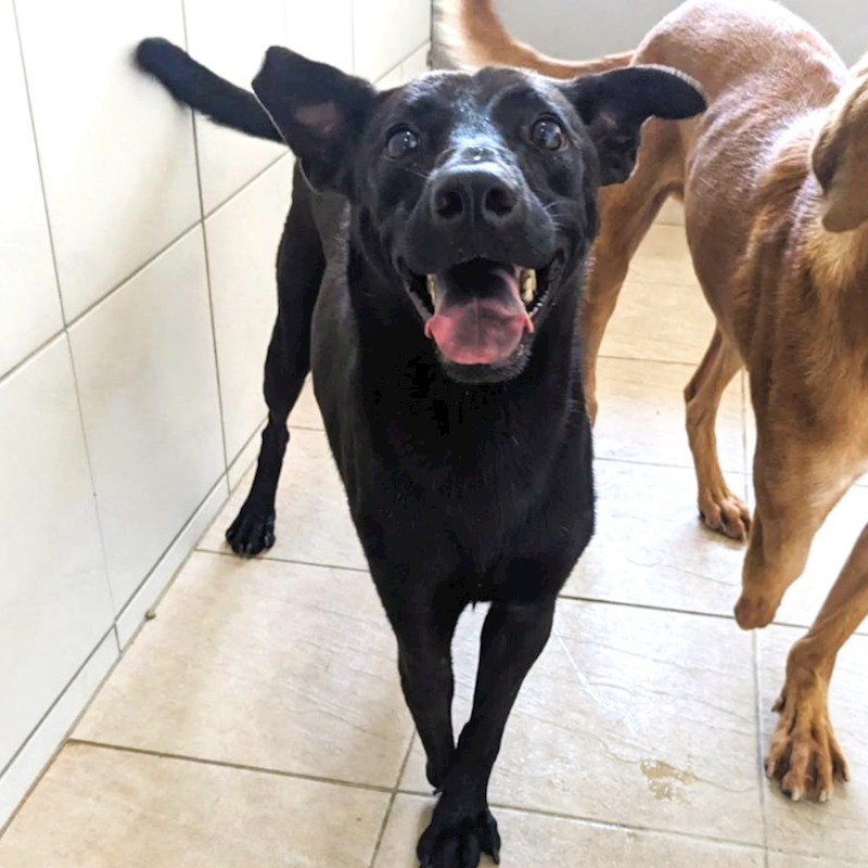 新竹縣動物保護教育園區,編號:238086, 混種犬          