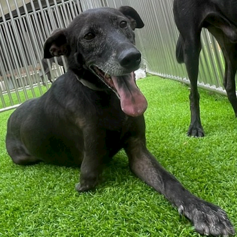 新竹縣動物保護教育園區,編號:216115, 混種犬          