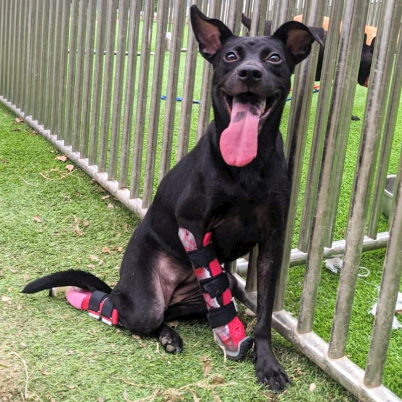 新竹縣動物保護教育園區,編號:354739, 混種犬          