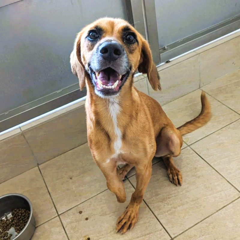 新竹縣動物保護教育園區,編號:283010, 混種犬          