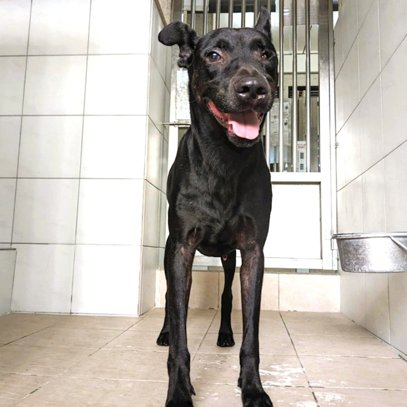 新竹縣動物保護教育園區,編號:245138, 混種犬          
