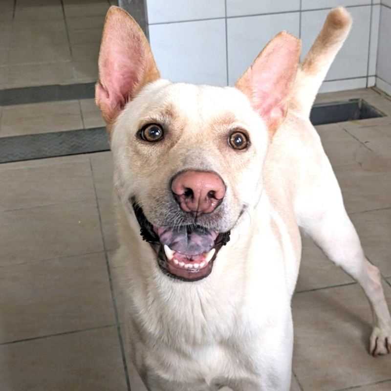 新竹縣動物保護教育園區,編號:330876, 混種犬          