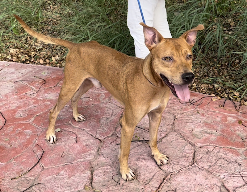 新竹縣動物保護教育園區,編號:257730, 混種犬          