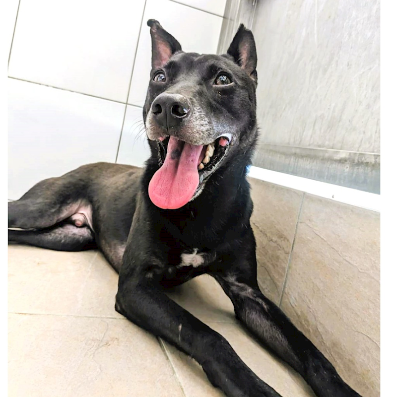 新竹縣動物保護教育園區,編號:408996, 混種犬          