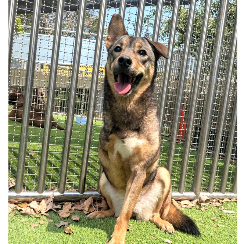 新竹縣動物保護教育園區,編號:291403, 混種犬          