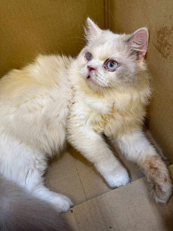 新北市中和區公立動物之家,編號:448950, 混種貓                 