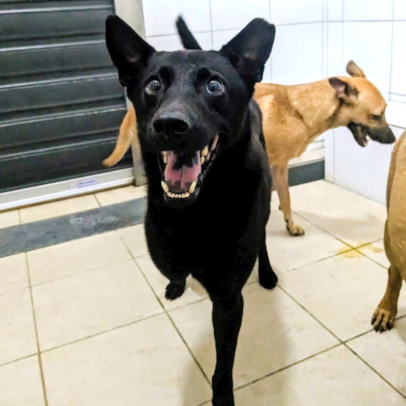 新竹縣動物保護教育園區,編號:328107, 混種犬          