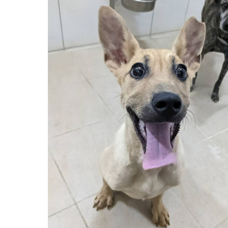 新竹縣動物保護教育園區,編號:345631, 混種犬          