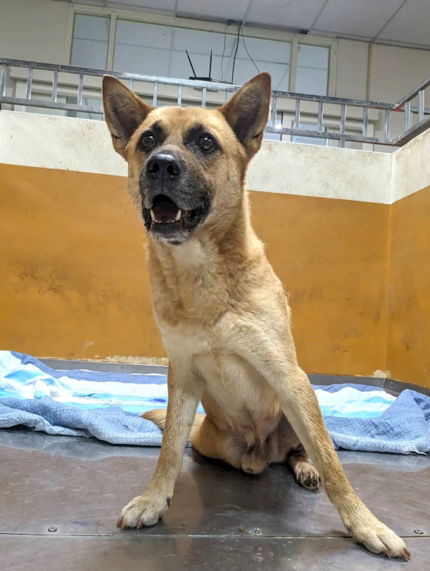 新竹縣動物保護教育園區,編號:356173, 混種犬          