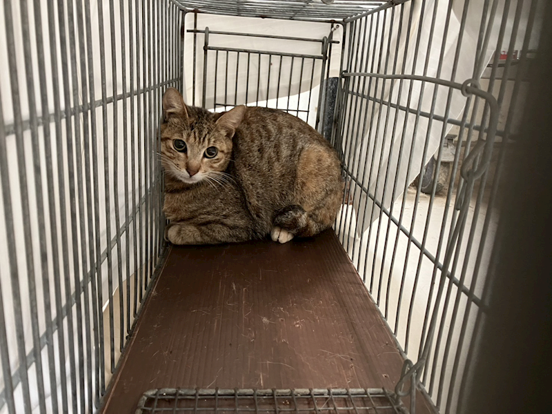 新竹市動物保護教育園區,編號:448948, 混種貓                 