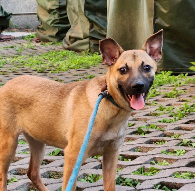 新竹縣動物保護教育園區,編號:276712, 混種犬          