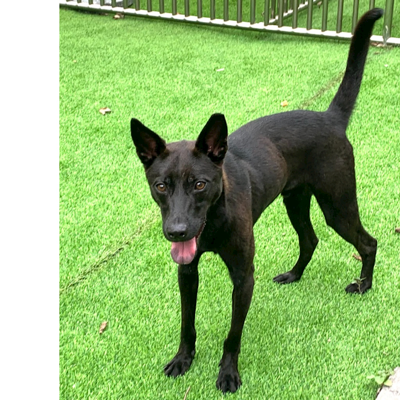新竹縣動物保護教育園區,編號:272615, 混種犬          