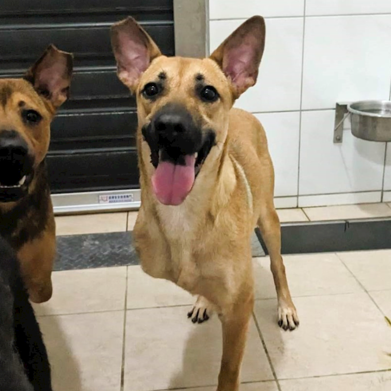 新竹縣動物保護教育園區,編號:342250, 混種犬          