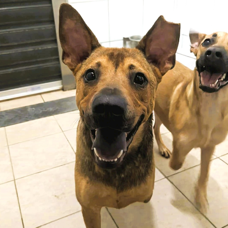 新竹縣動物保護教育園區,編號:342251, 混種犬          