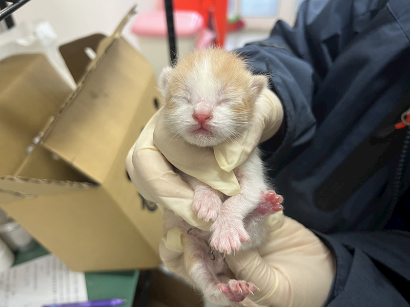 桃園市動物保護教育園區,編號:441262, 混種貓                 