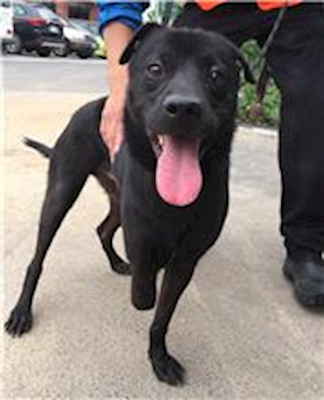 新竹縣動物保護教育園區,編號:232797, 混種犬          