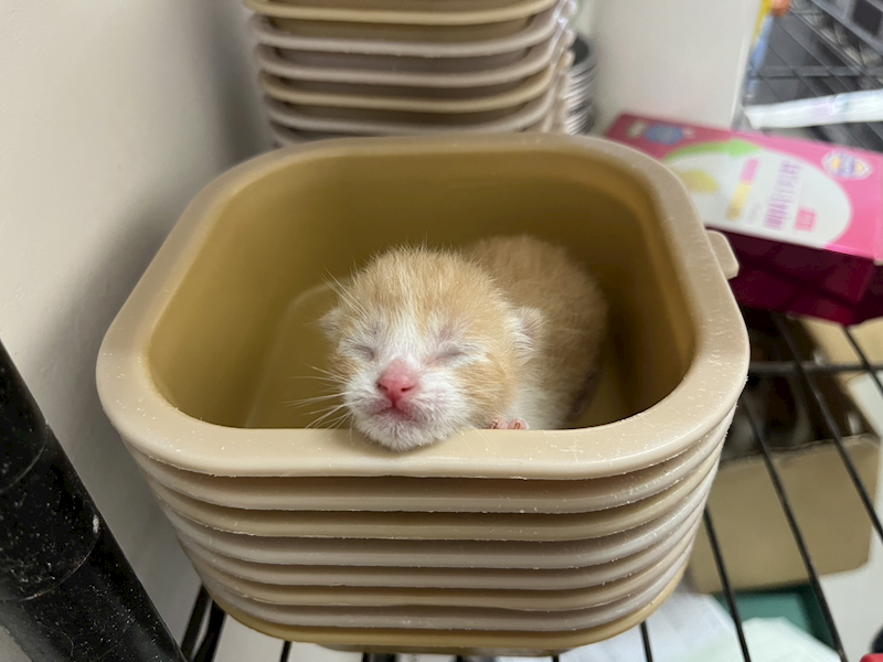 桃園市動物保護教育園區,編號:441261, 混種貓                 