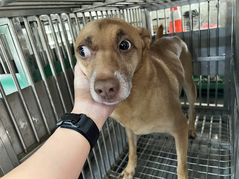 桃園市動物保護教育園區,編號:429525, 混種犬          