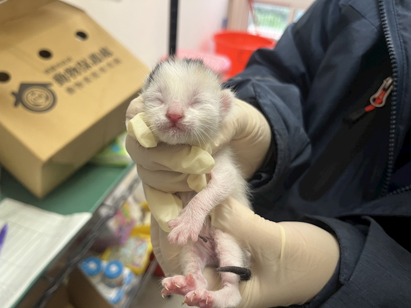 桃園市動物保護教育園區,編號:441264, 混種貓                 