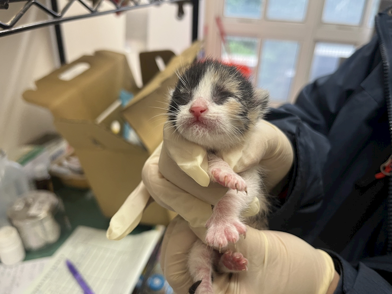 桃園市動物保護教育園區,編號:441263, 混種貓                 