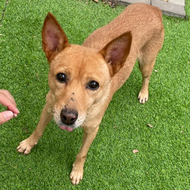 新竹縣動物保護教育園區,編號:326932, 混種犬          