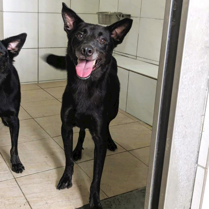 新竹縣動物保護教育園區,編號:207844, 混種犬          