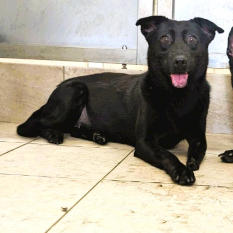 新竹縣動物保護教育園區,編號:279607, 混種犬          