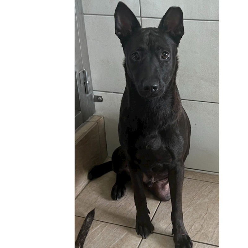 新竹縣動物保護教育園區,編號:297771, 混種犬          