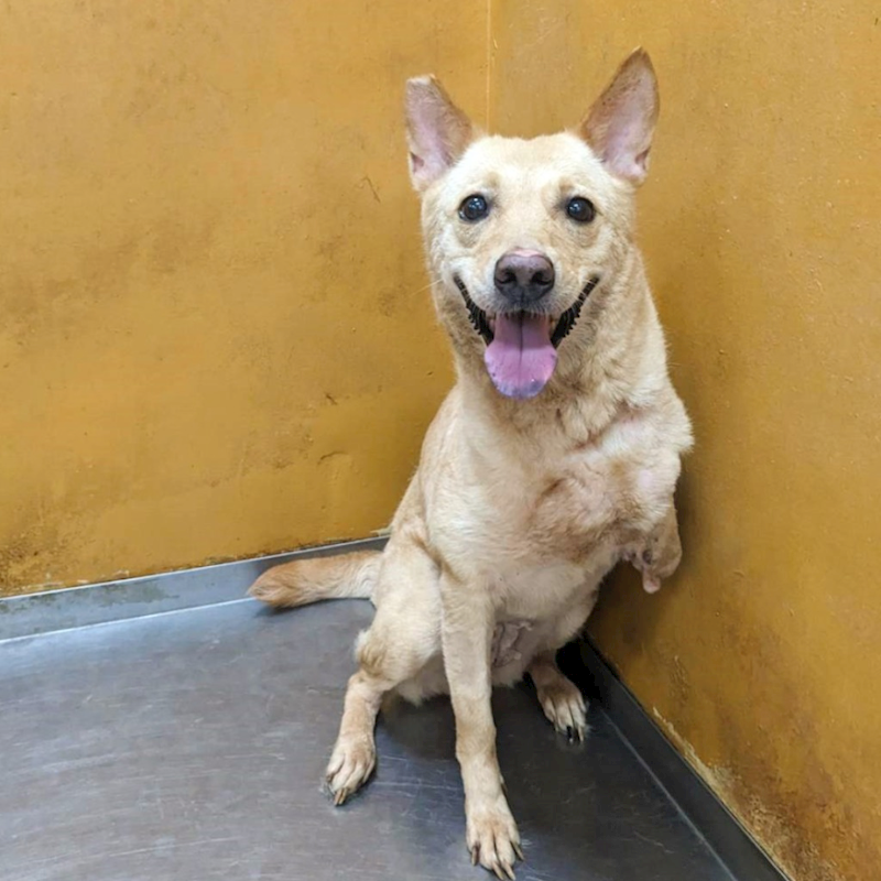 新竹縣動物保護教育園區,編號:344315, 混種犬          