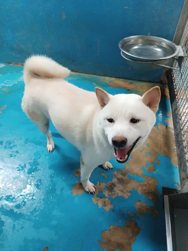 苗栗縣動物保護教育園區,編號:448882, 柴犬                  