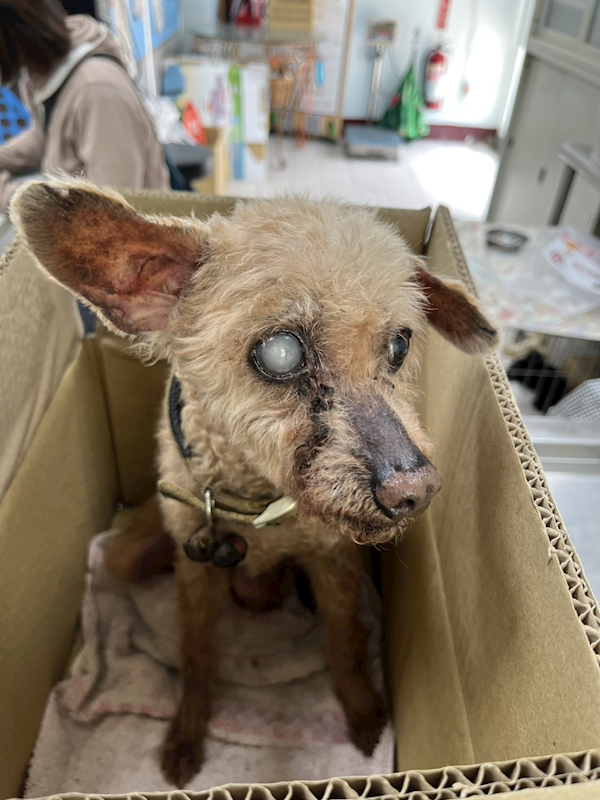 彰化縣流浪狗中途之家,編號:448874, 貴賓犬        