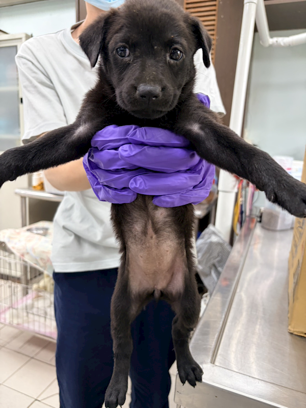 彰化縣流浪狗中途之家,編號:448879, 混種犬          