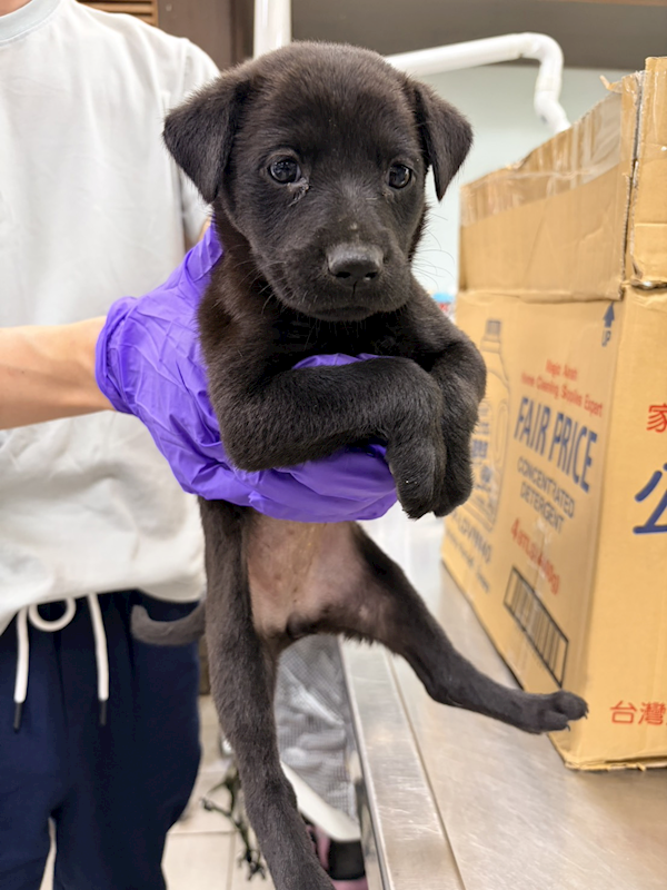 彰化縣流浪狗中途之家,編號:448877, 混種犬          