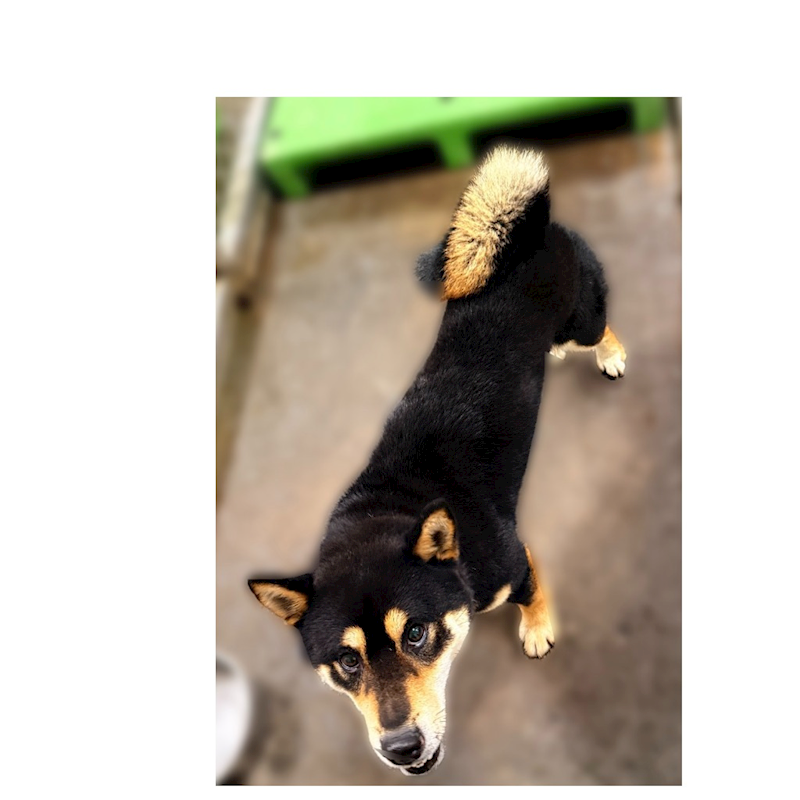 臺東縣動物收容中心,編號:448873, 柴犬                  