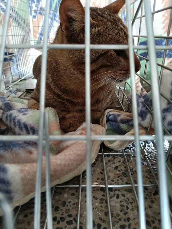 苗栗縣動物保護教育園區,編號:448868, 混種貓                 