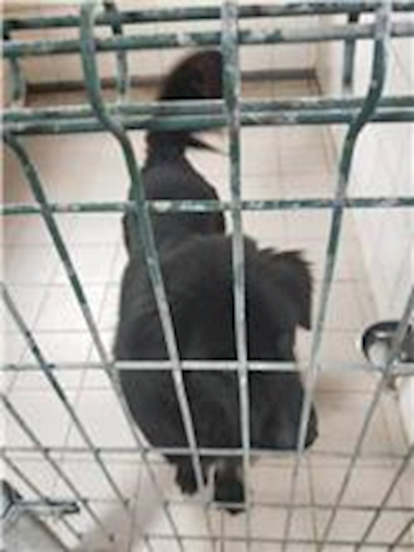 連江縣動物之家,編號:197133, 混種犬          