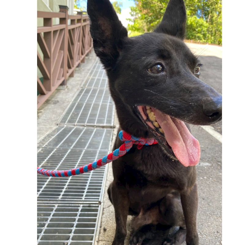 基隆市寵物銀行,編號:407764, 混種犬          