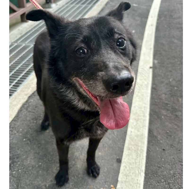 基隆市寵物銀行,編號:266373, 混種犬          